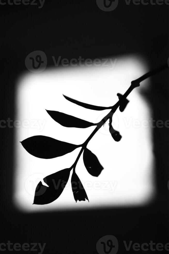 black and white photograph of plant silhouette on the window photo