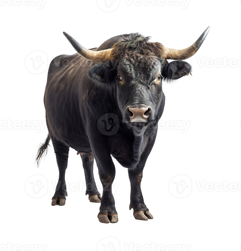 nero Toro mucca con grande corna trasparente sfondo isolato grafico risorsa png