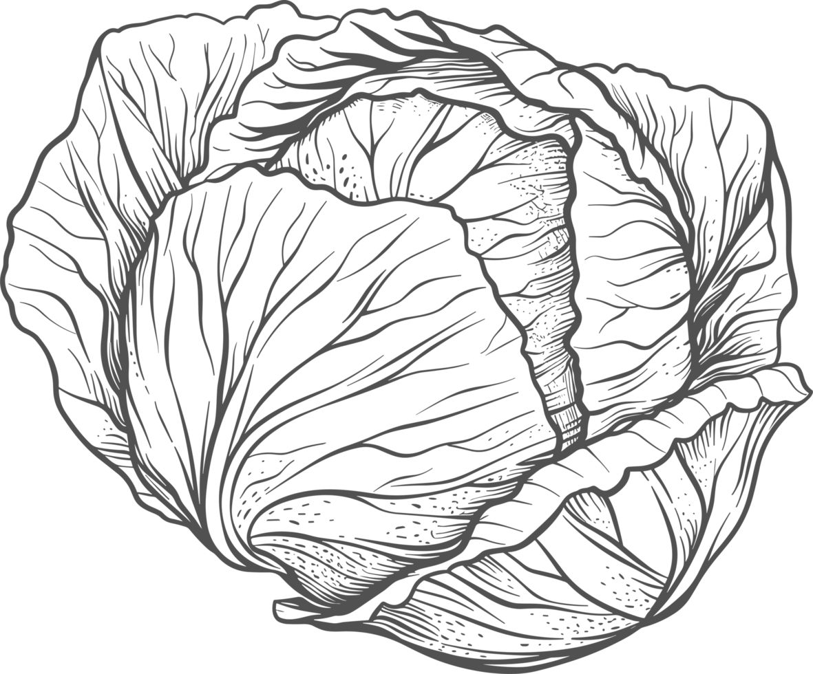 Cabbage clipart design illustration png