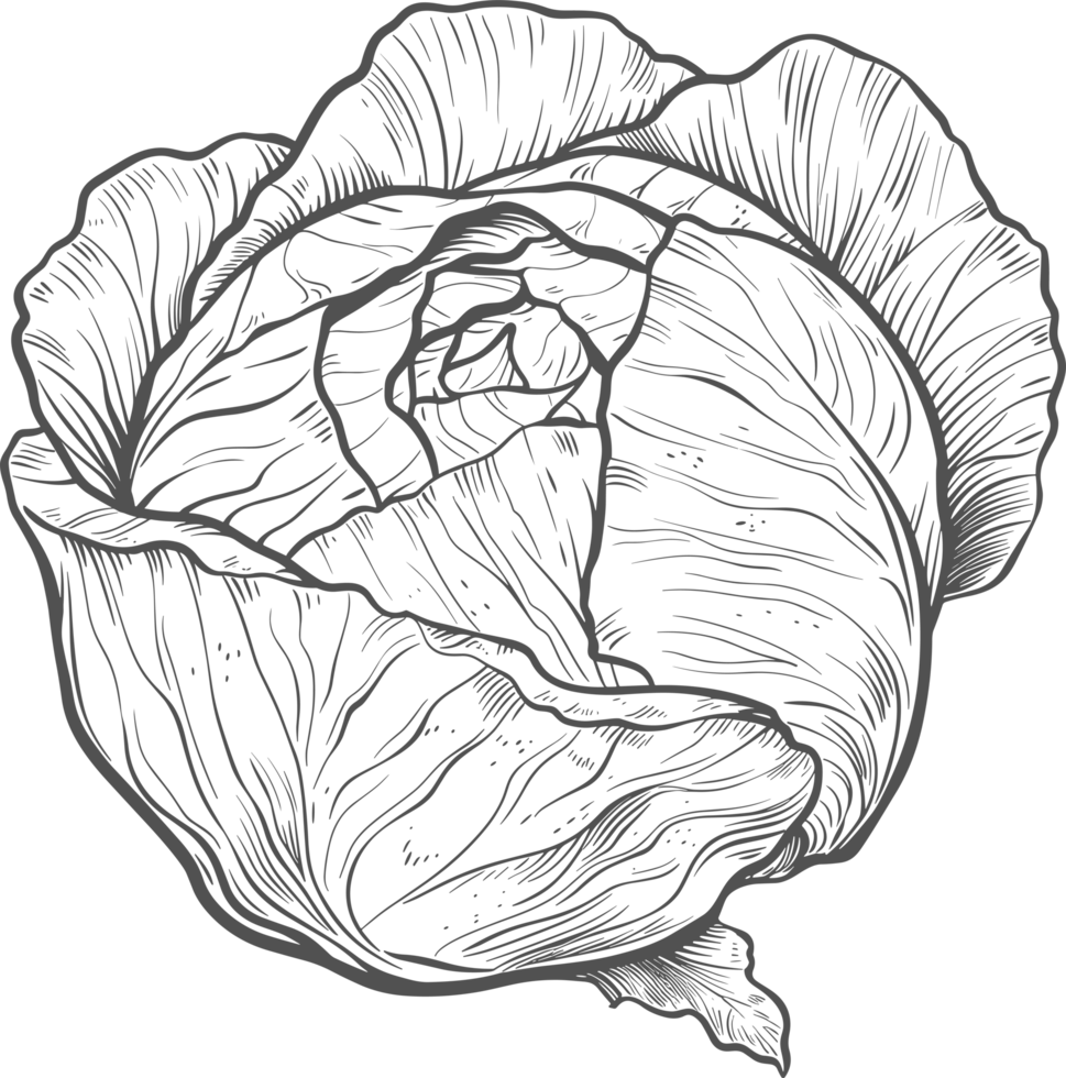 Cabbage clipart design illustration png