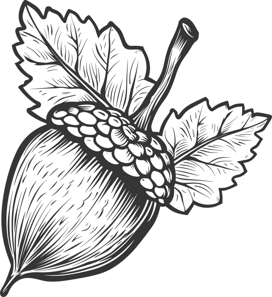 Acorn clipart design illustration png
