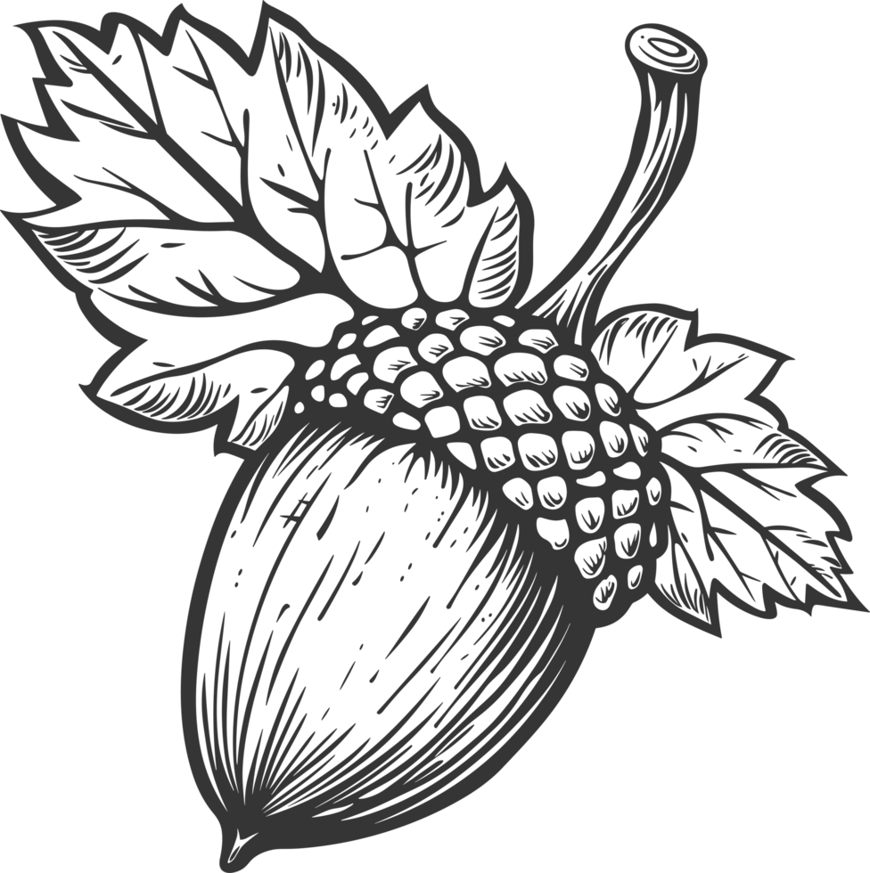 Acorn clipart design illustration png