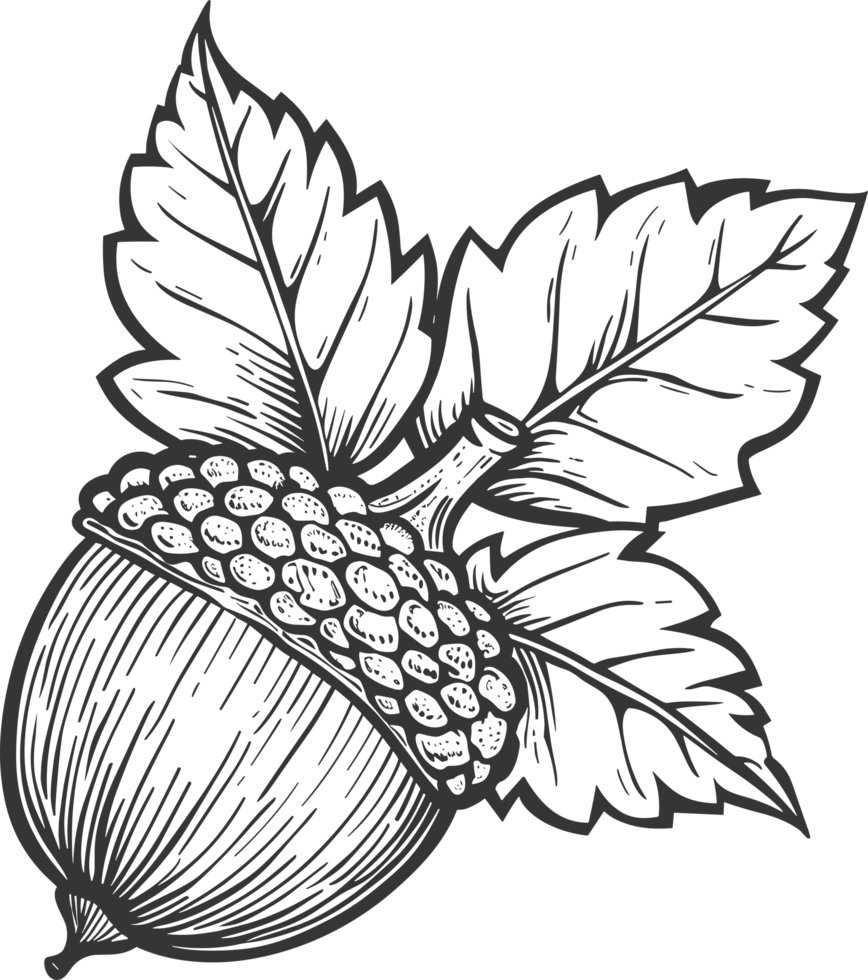 Acorn clipart design illustration png