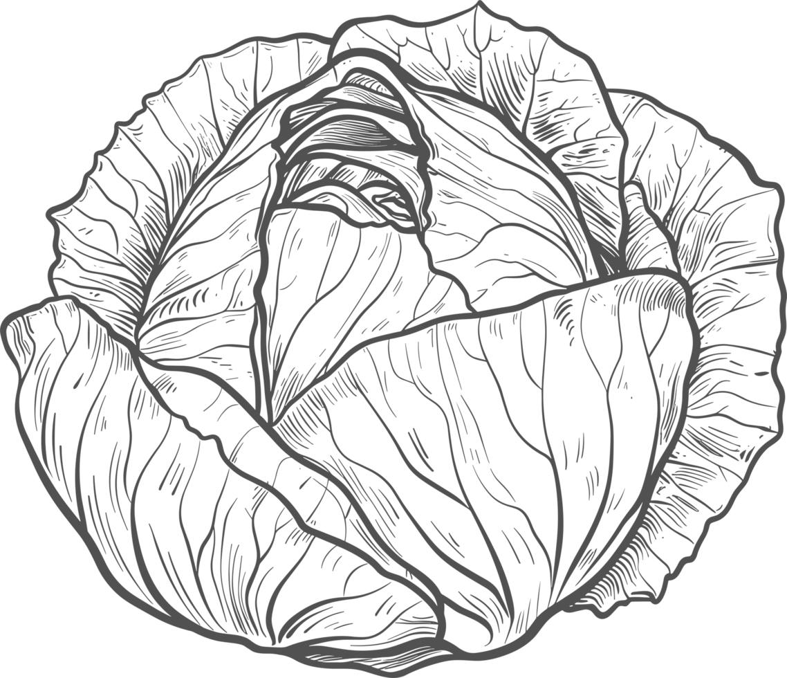Cabbage clipart design illustration png