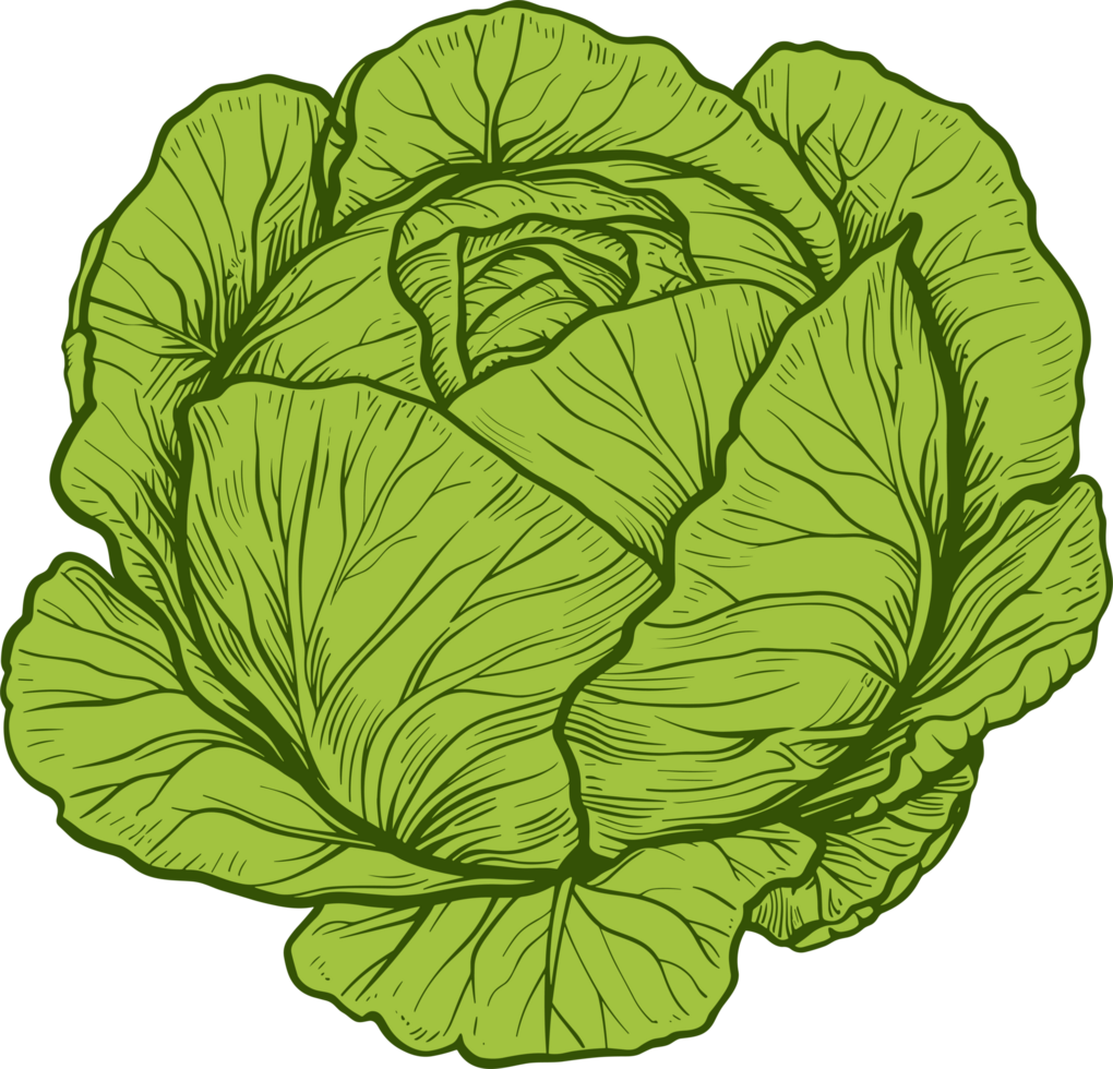 Cabbage clipart design illustration png
