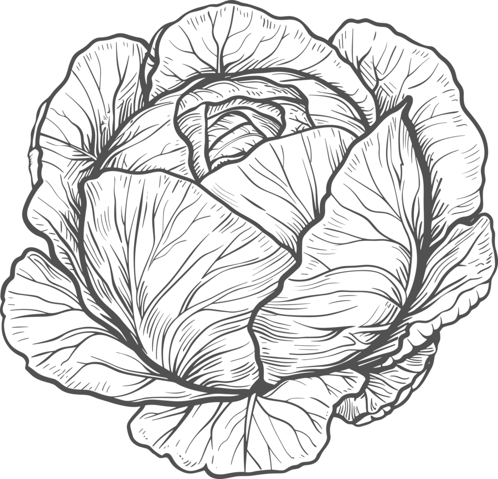 Cabbage clipart design illustration png
