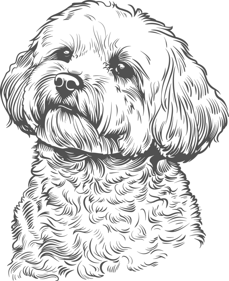 Bichon clipart design illustration png