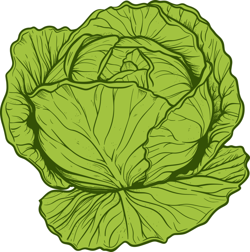 Cabbage clipart design illustration png