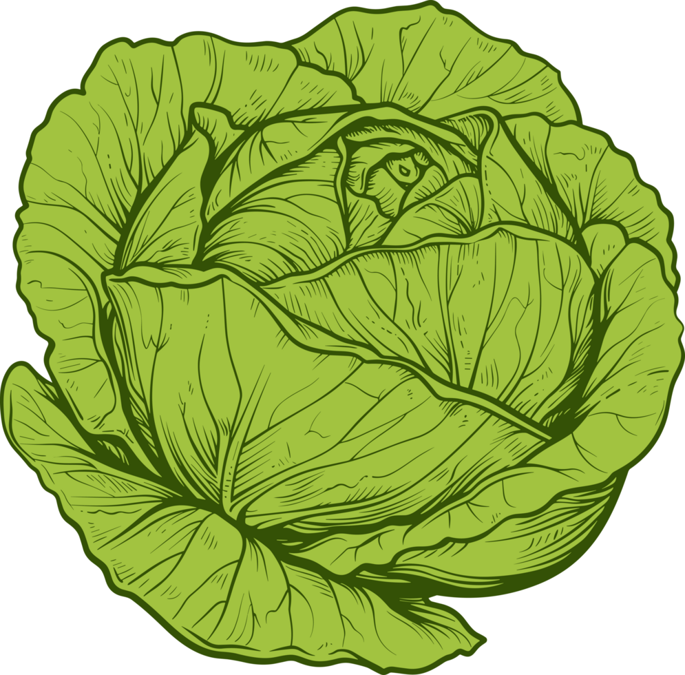 Cabbage clipart design illustration png
