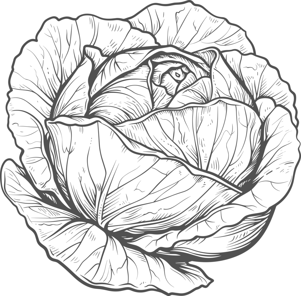 Cabbage clipart design illustration png