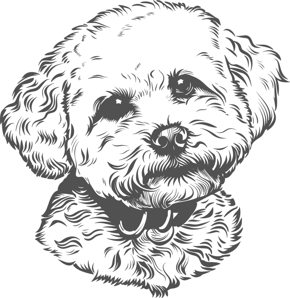 Bichon clipart design illustration png