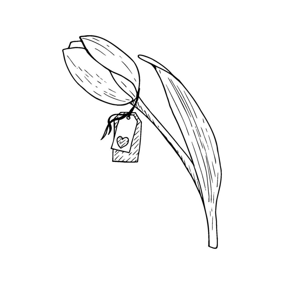 Tulip flower illustration tag heart. Curved leaf bulb head. Label paper hanging. Black outline graphic drawing. Botanical blossom greeting card. Ink line contour silhouette outline vector