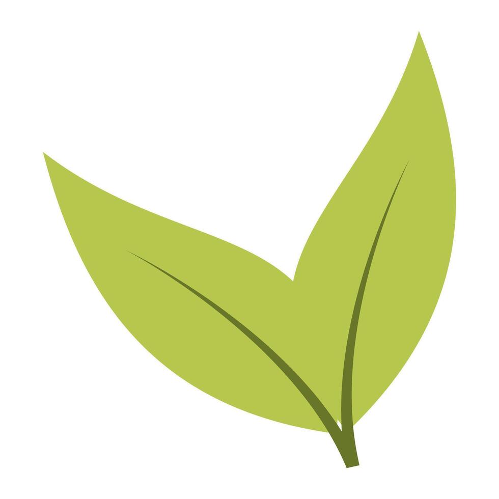 Green tea leaves. illustration. vector