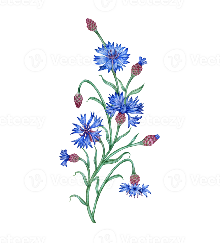 Watercolor illustration of a composition of blue cornflowers flowers. Botanical composition element isolated from background. Suitable for cosmetics, aromatherapy, medicine, treatment, care, design, png