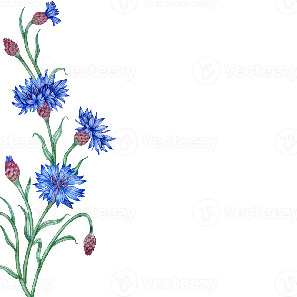 Cornflowers blue flowers left frame watercolor illustration. Botanical composition element isolated from background. Suitable for cosmetics, aromatherapy, medicine, treatment, care, design, png