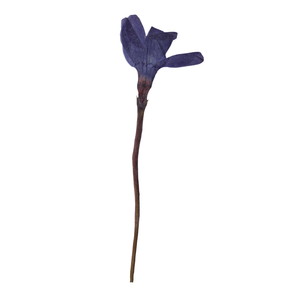 Isolated Pressed and dried Blue Periwinkle Flower with Leaves. Aesthetic decorative gardening, wedding, herbarium or Scrapbooking design elements png