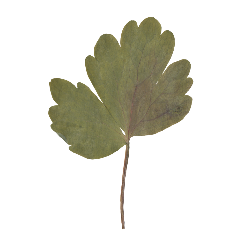Isolated Pressed and dried Leaf. Aesthetic decorative gardening, wedding, herbarium or scrapbooking design elements png
