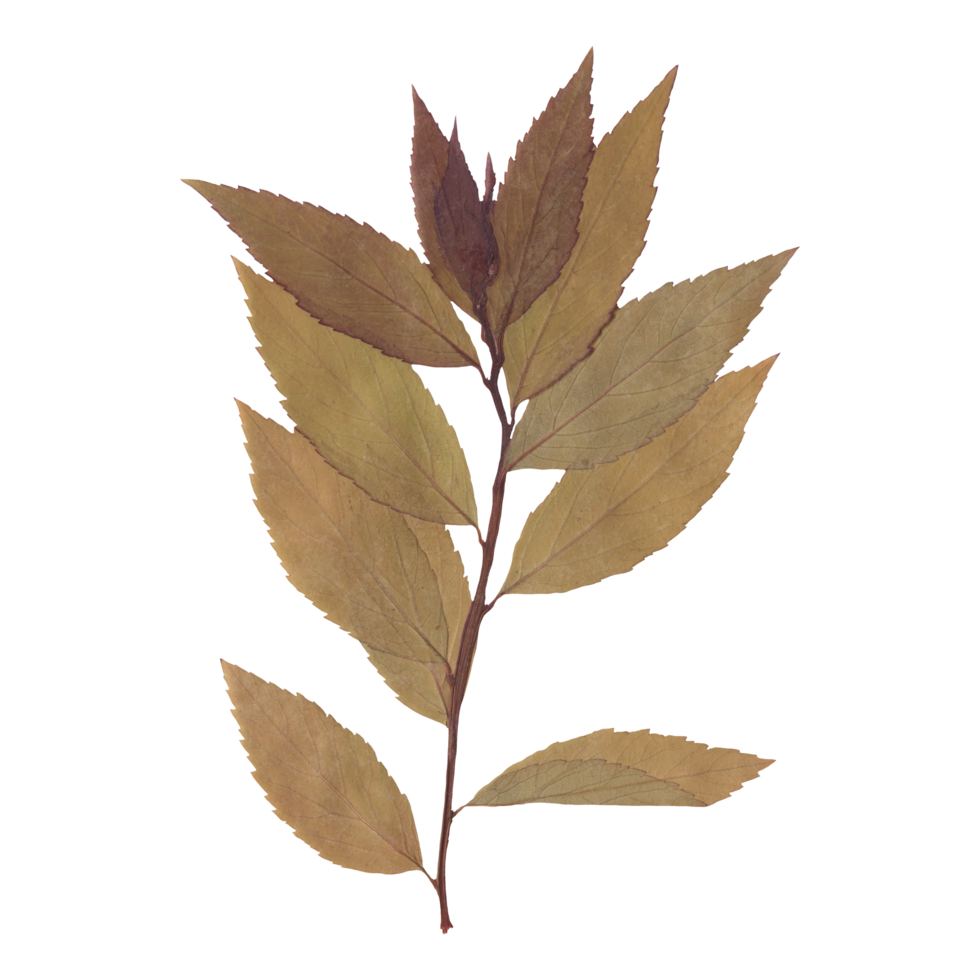 Isolated Pressed and Dried Autumn Branch with Leaves. Aesthetic scrapbooking Dry plants png