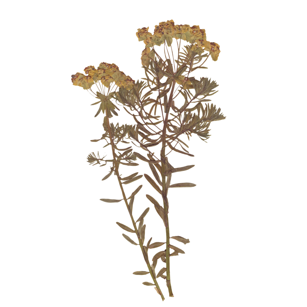 Isolated Pressed and Dried Green Branch with Flowers. Aesthetic scrapbooking Dry plants png