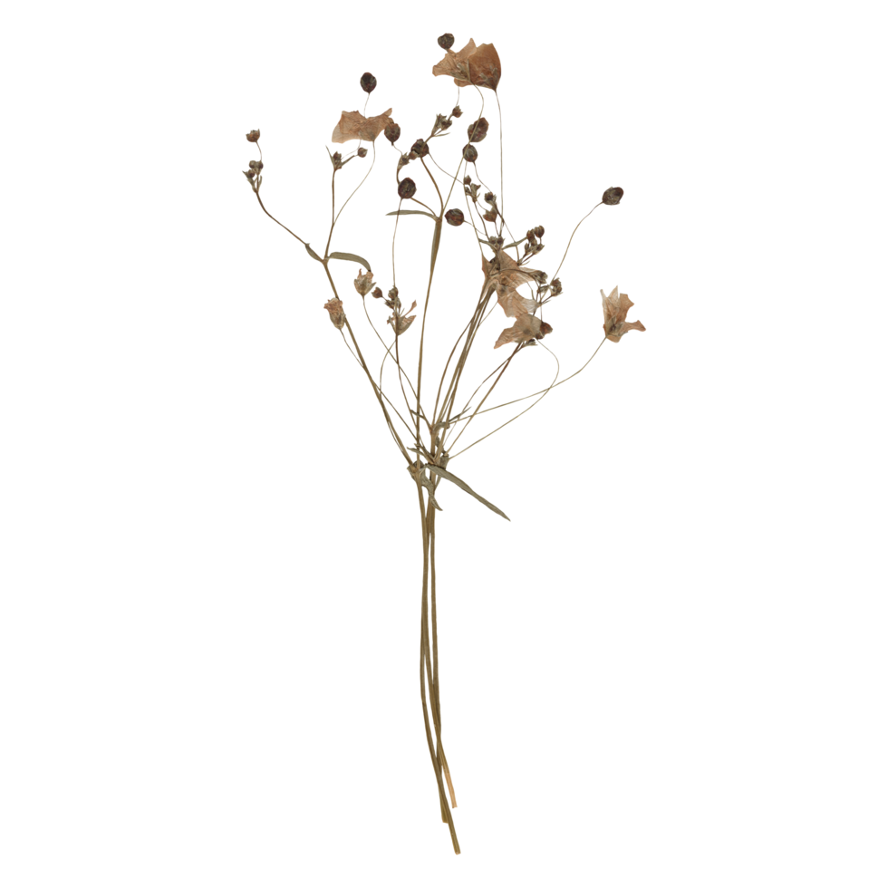 Isolated Pressed and Dried Brown Branch. Aesthetic scrapbooking Dry plants png