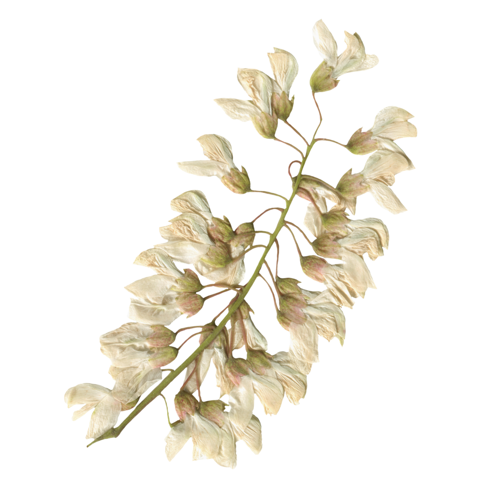 Isolated Pressed and dried White Flower. Aesthetic scrapbooking Dry plants png