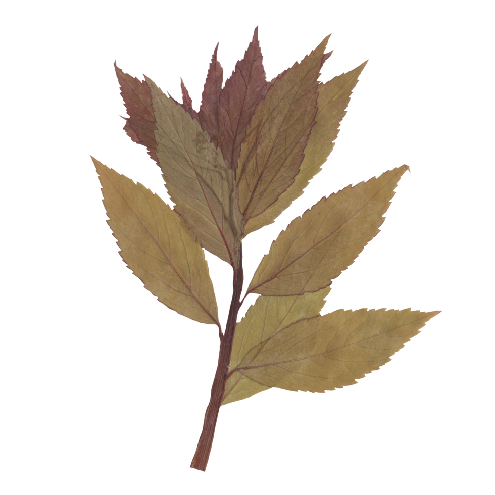 Isolated Pressed and Dried Green Branch with Leaves. Aesthetic scrapbooking Dry plants png