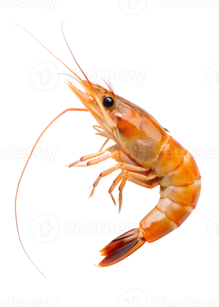 , Shrimp on a transparent background png