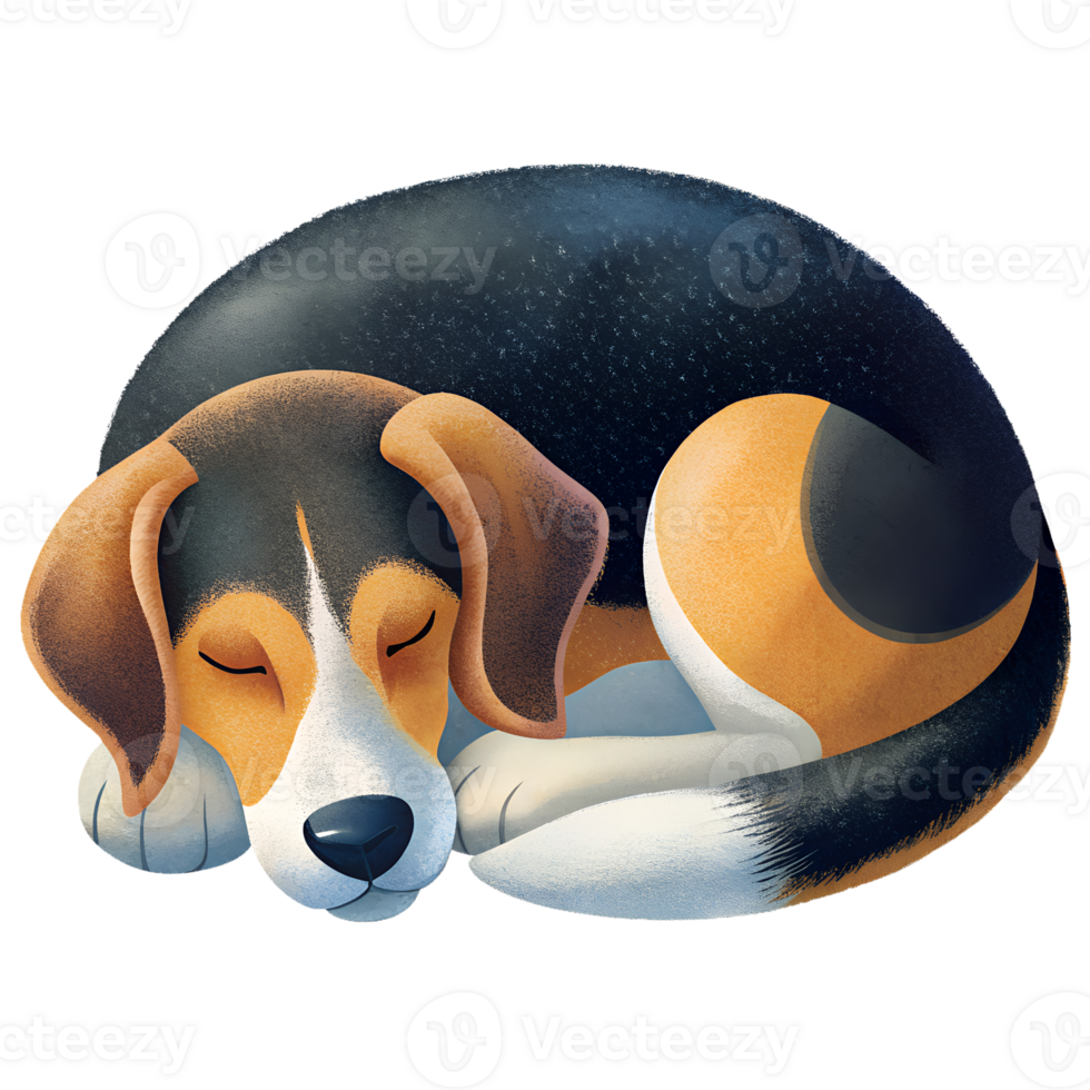 , negro y bronceado Virginia Foxhound dormido aislado en transparente antecedentes png