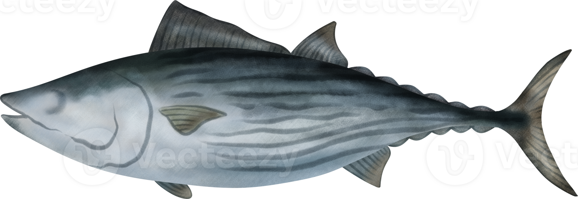 Australian Bonito Tuna Illustration png