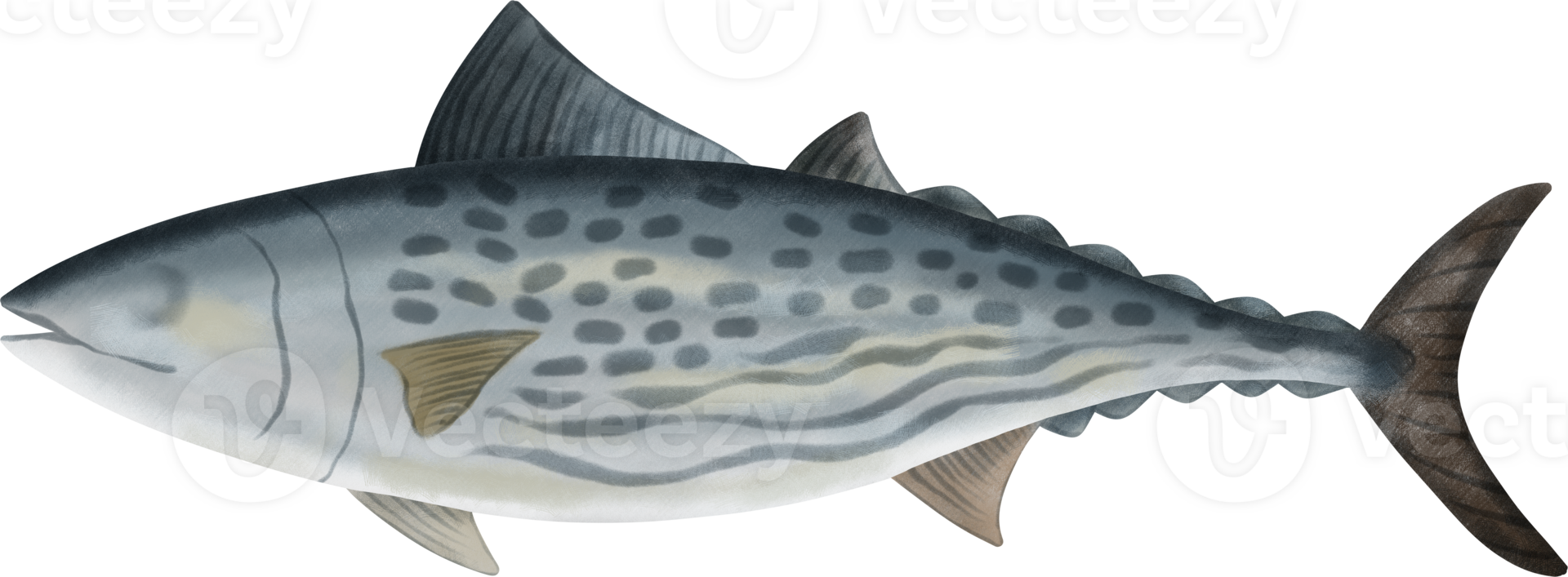 Leaping Bonito Tuna Illustration png