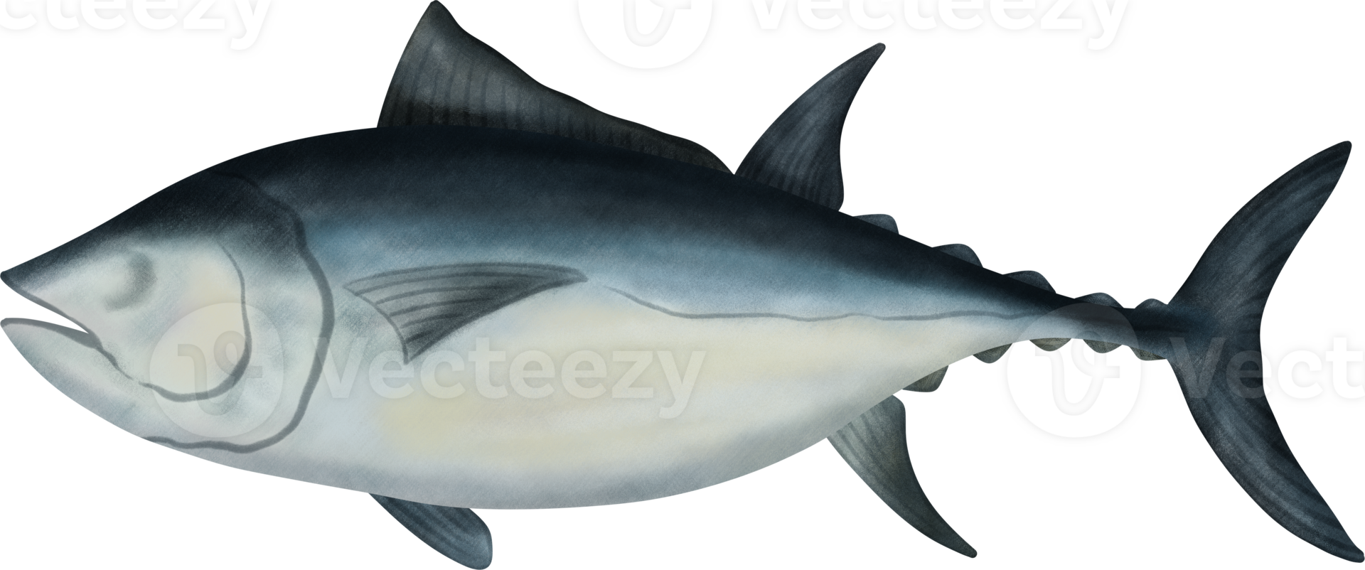 Northern Bluefin Tuna Illustration png