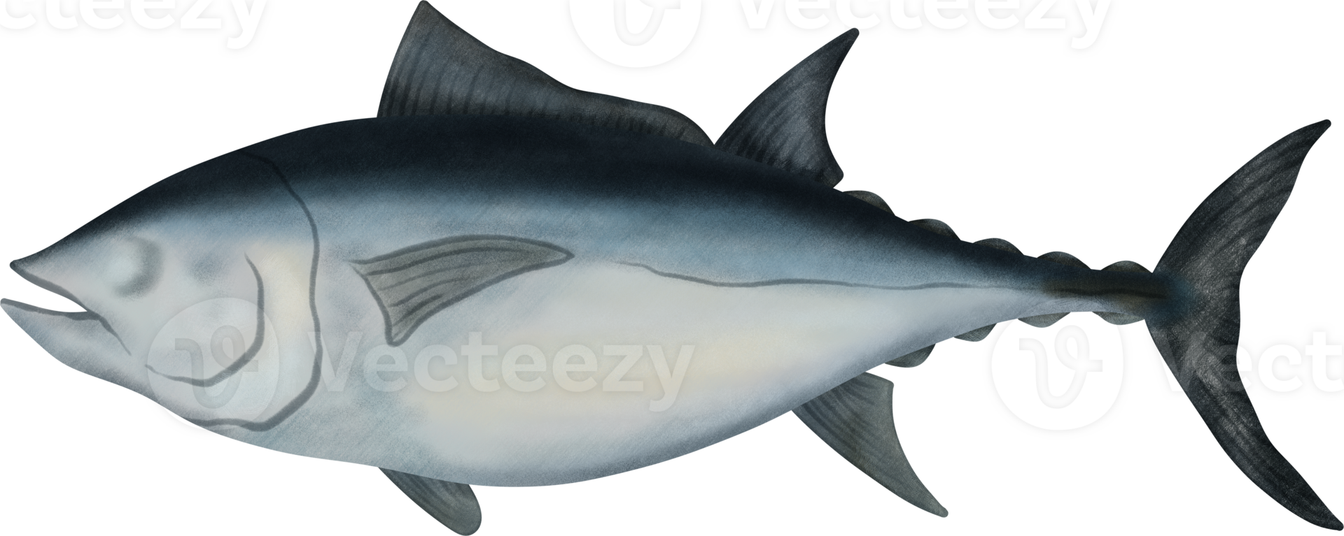 Southern Bluefin Tuna Illustration png