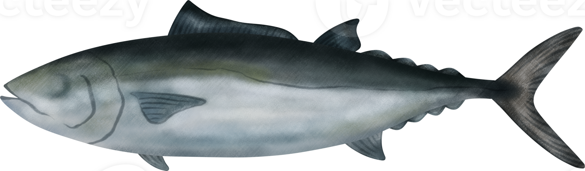 Slender Tuna Illustration png