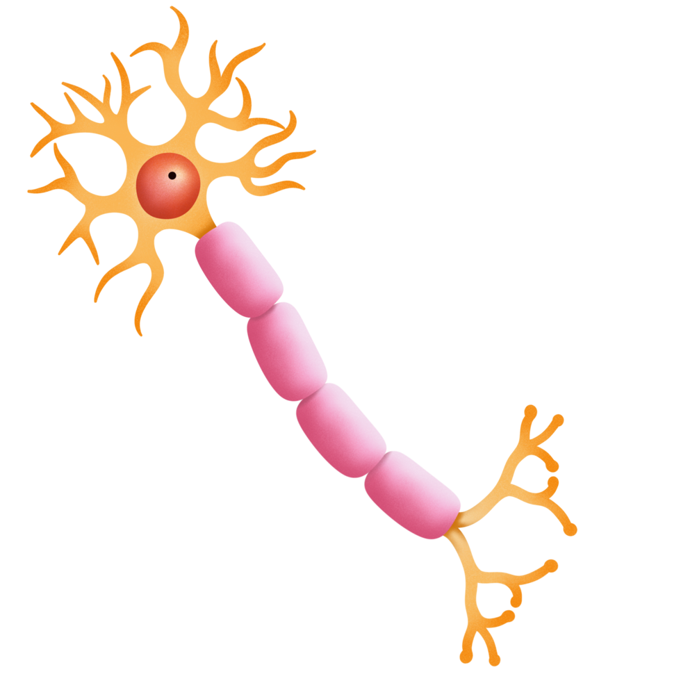 Multipolar neuron structure illustration png