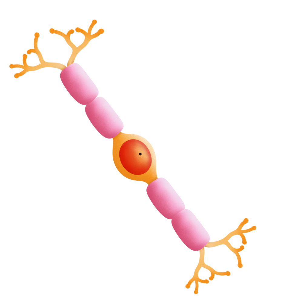 Bipolar neuron structure illustration png