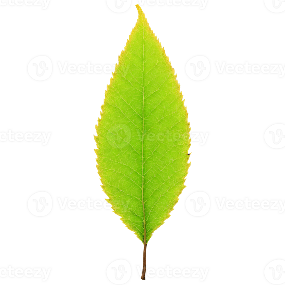 Hornbeam Leaf oval yellow leaf with double serrated edges and a slightly wavy texture Carpinus png