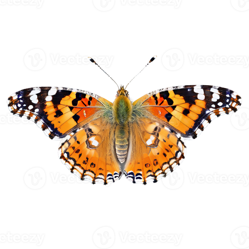 Painted lady butterfly Vanessa cardui mottled orange brown and white wings short tails proboscis extended png