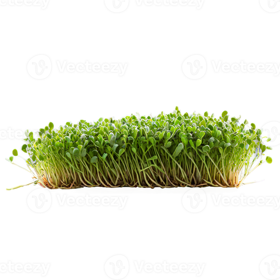 close-up image of microgreens, with a creative focus on the tiny, delicate leaves png