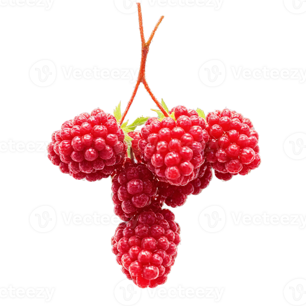 loganberry buio rosso loganberry disposte nel un' attraversare forma con alcuni frutti di bosco scoppiando e succo png