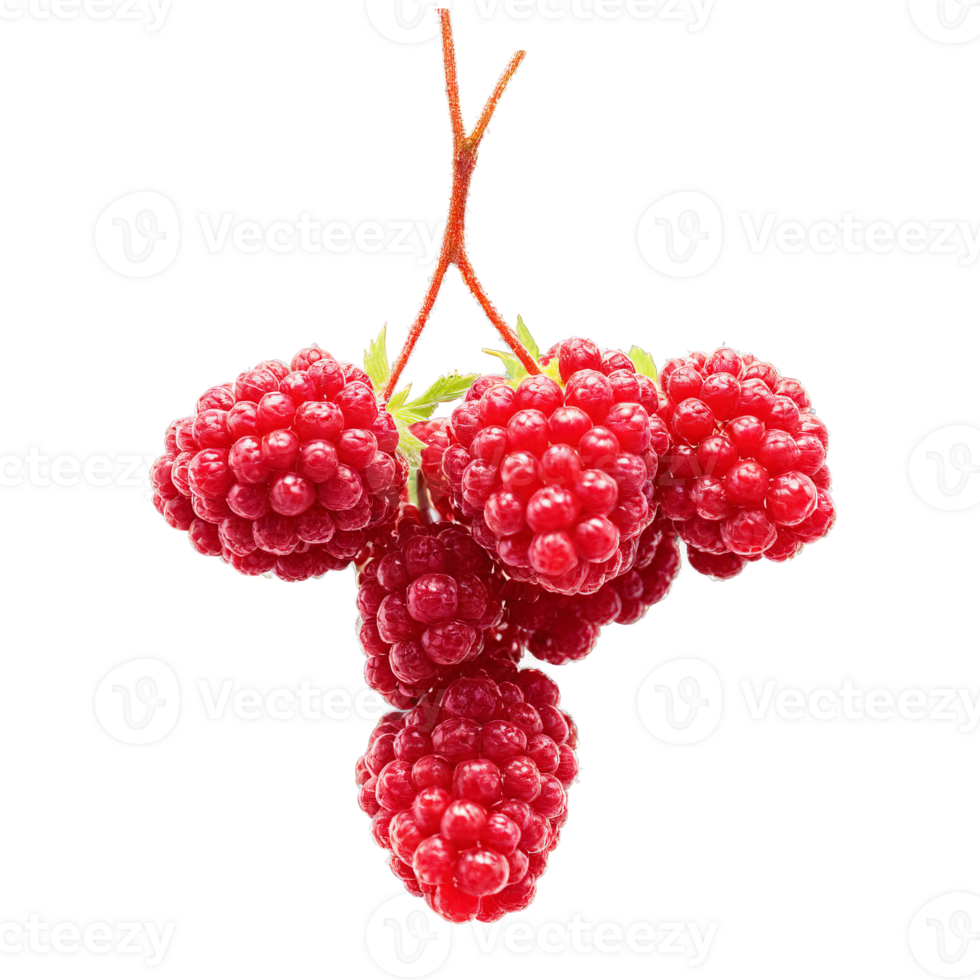 Loganberries dark red loganberries arranged in a cross shape with some berries bursting and juice png