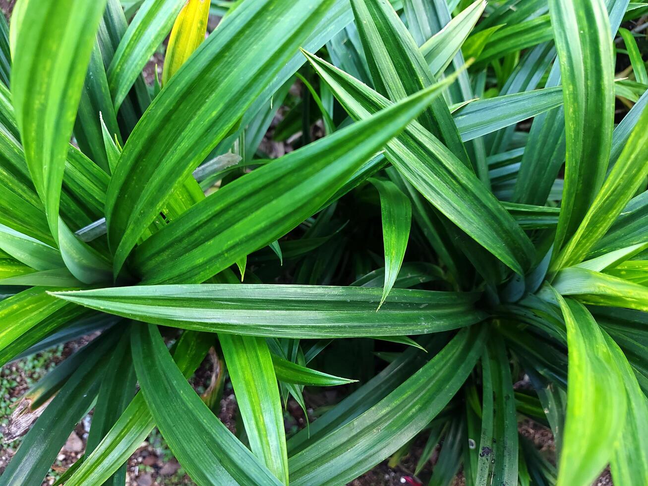 close up photo of fresh green pandan leaves