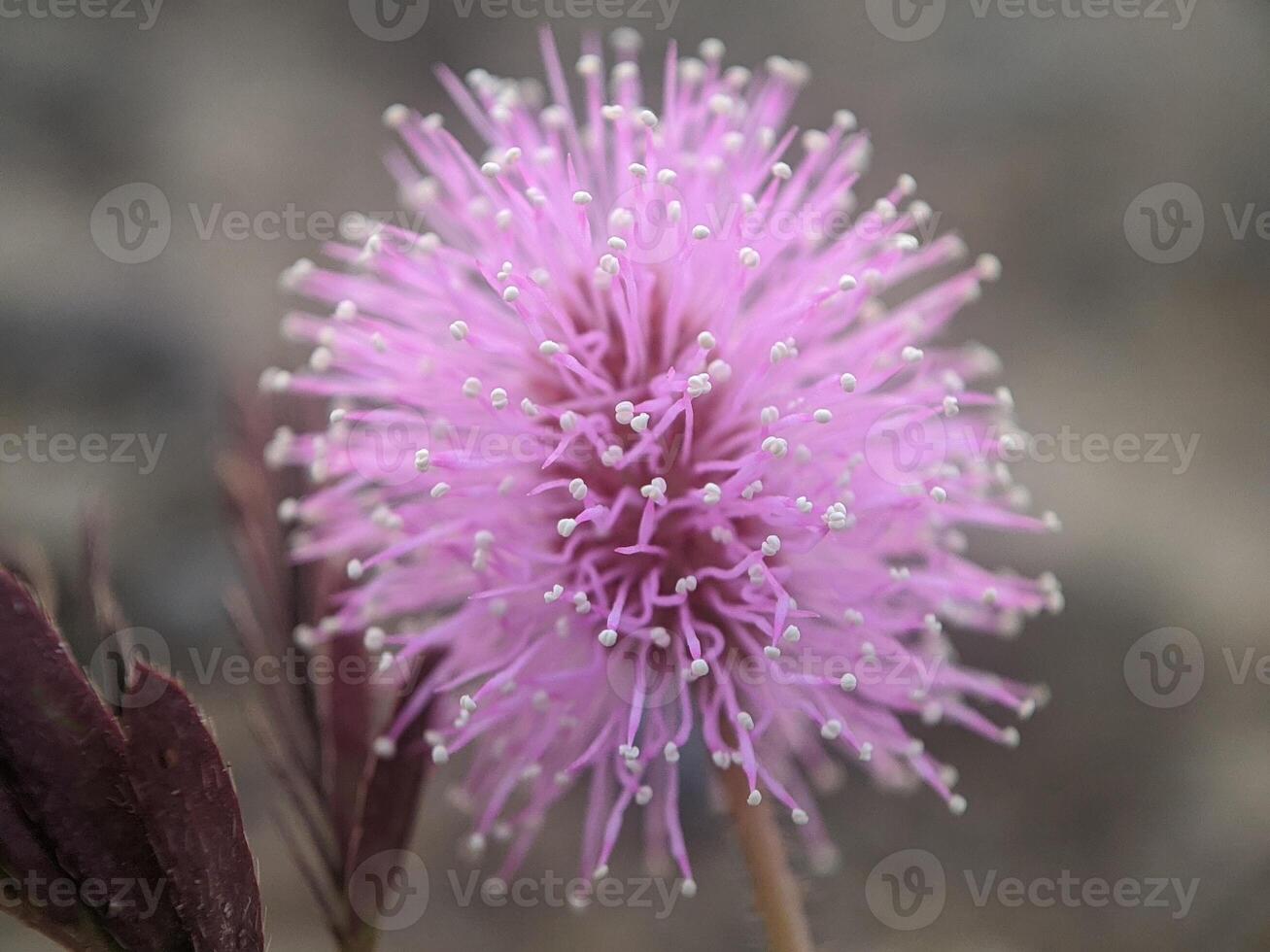 Sensitive plant flower. Mimosa pudica - Sensitive flowers are blooming, Close up detail of Sensitive plant flower photo