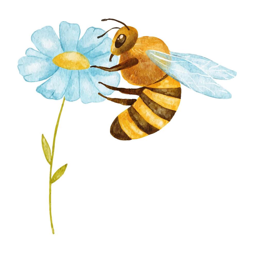 Honeybee on daisy flower. Watercolor illustration isolated on white background. vector