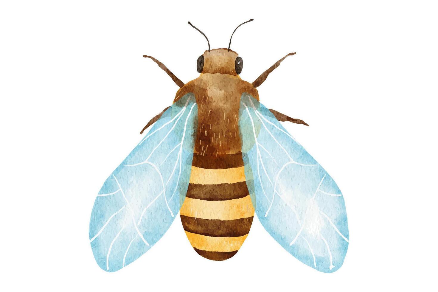 Watercolor bee. Hand drawn clipart. Watercolor honeybee vector