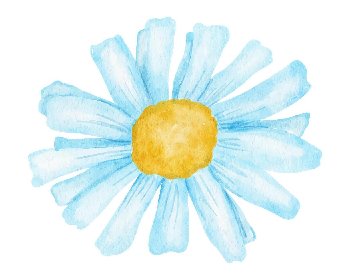 Daisy flower. Watercolor illustration isolated on white background. vector