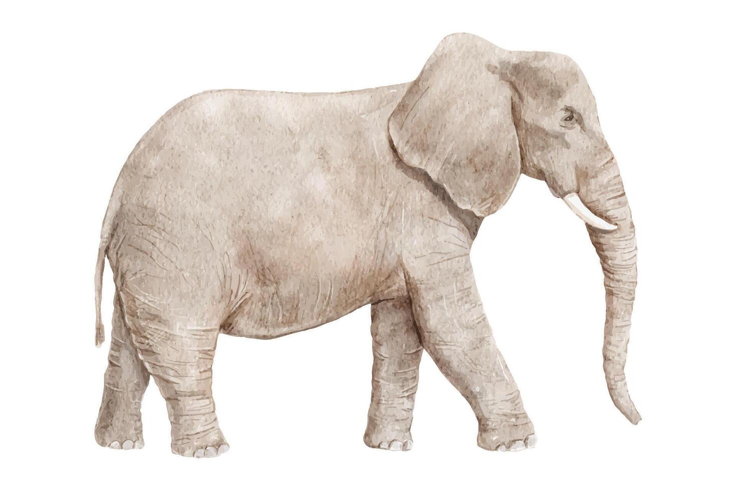 acuarela realista elefante aislado en blanco antecedentes. vector