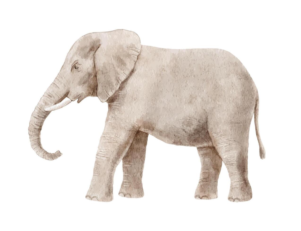 Watercolor realistic elephant isolated on white background. vector