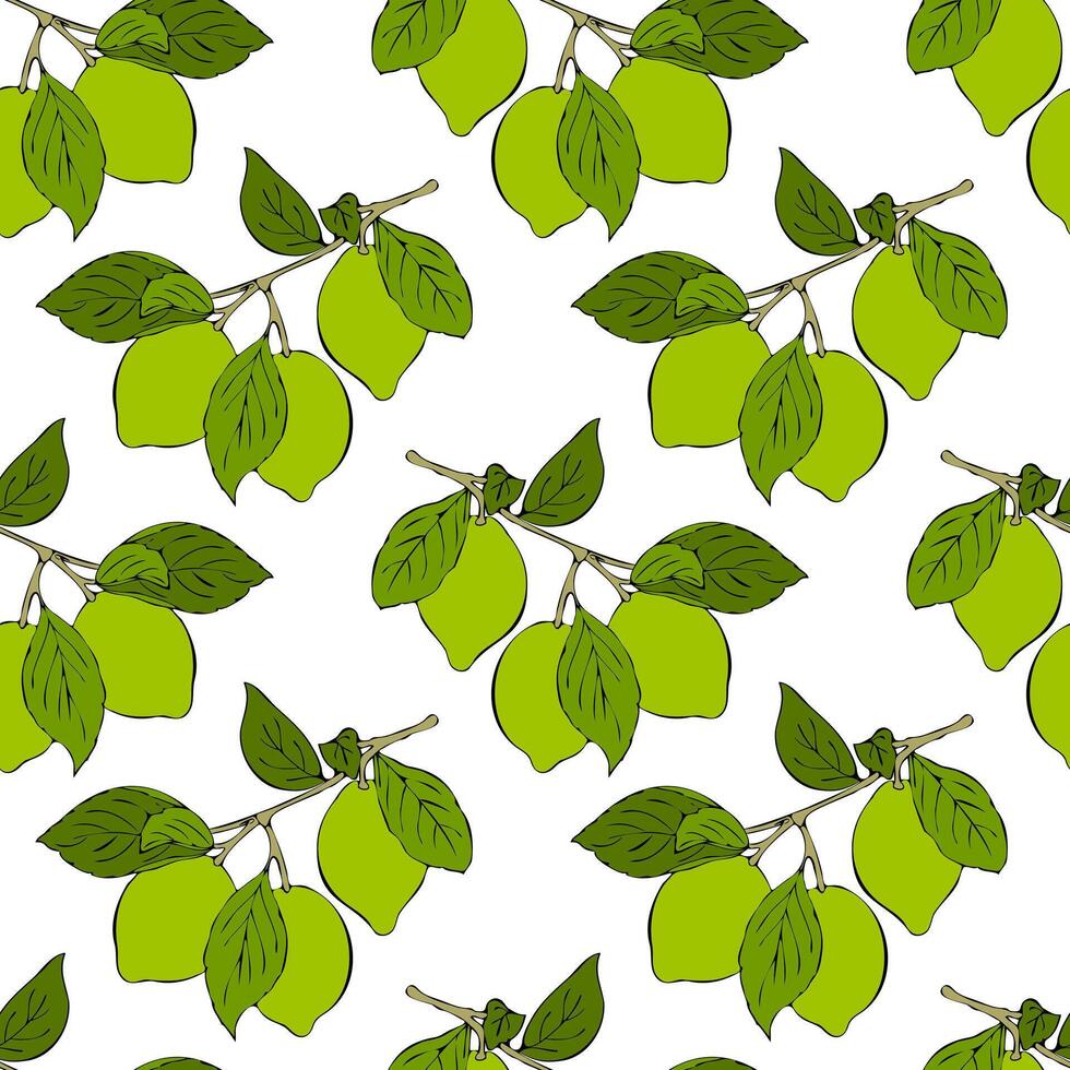 Lime branch pattern with green fruits citrus, hand drawn sketch, white background. vector