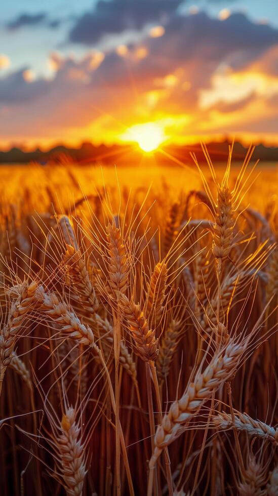 Wheat Field With Setting Sun photo