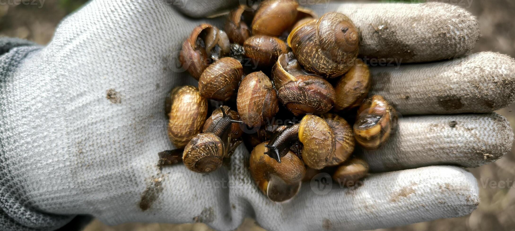 snail farm closeup gardening mollusk animal nature ecology greenery spring summer photo